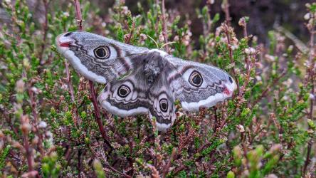Emporer moth, Knowetop Lochs